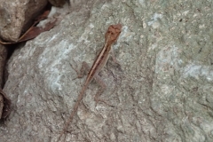 Caribbean Dreams - St John