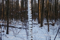 Cleveland Ohio Woods - 2018