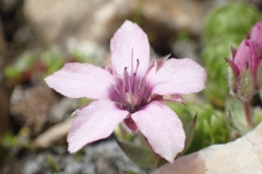 Flowers of Nyalu La and Horse Valley Nepal