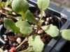 Rocket Arugula Seedling