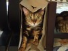 Cat in a Box