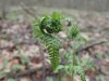 Ferns unfolding