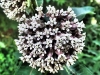 Harlem Muir Butterfly bush