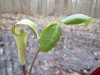 Jack in the Pulpit