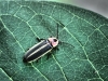 Lightning Bug