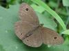 Moth Shimla India