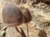 Mushrooms Humla Nepal