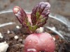 Osaka Purle Mustard greens