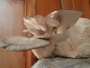 Oyster mushrooms indoors