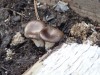 Oyster Mushrooms outdoors