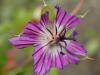 Purple Flower Humla Nepal
