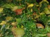 Sauteed Greens salad