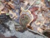 Turkeytail mushrooms Bradley Reserve
