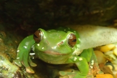 Frogs 2012