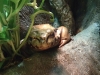 frogs