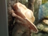 frogs