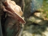 frogs