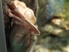 frogs