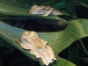 frogs