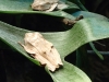 frogs