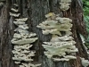 Fungal life