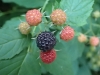 The tasty blackberry I ate