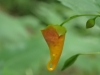 Lovely touch me not (jewelweed) flower