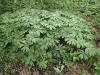 A healthy patch of mayapple near a wet spot