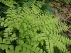 A nice little fern, similar to a maidenhair