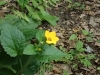 Yellow ground flower (unidentified)