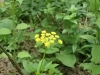 Another nice yellow flowering plant (unidentified)
