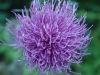 Lovely purple of the thistle plant