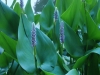 Pickeral weed on the Harlem muir path