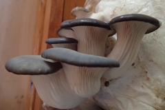 Mushrooms 2013