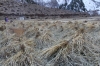 Barley Fields of Halji