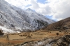Villagers Harvesting Barley in Jang