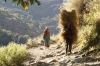 Woman Carrying Fresh Straw Bale