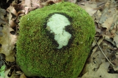 Ohio Woods & Summerfest 2018