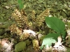 Bear root (Conopholis americana)