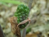 Some Jack in the Pulpit Fruit