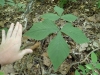 Jack in the Pulpit (hand scale)