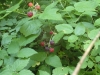 Some Wild Raspberries and Blackberries