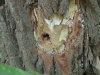 Woodpecker Tree
