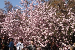Sakura Matsuri 2013