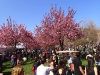 Sakura Matsuri Festival 2013
