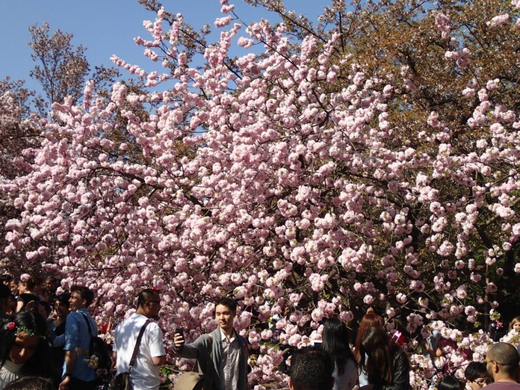 Sakura Matsuri Festival 2013