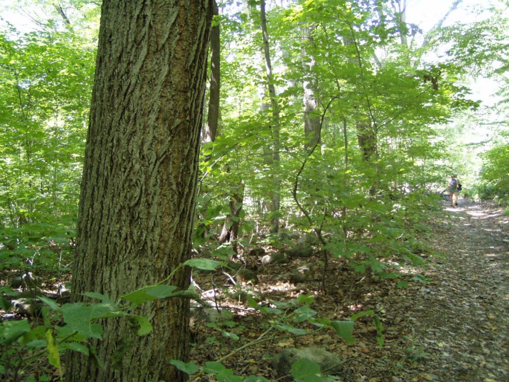 Van Cortlandt Park NYC