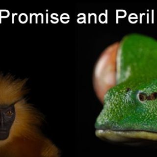 Gee's Golden Langurs and Red-eyed tree frog images © 2014 Joel Sartore. http://www.joelsartore.com/galleries/photo-ark-greatest-hits/