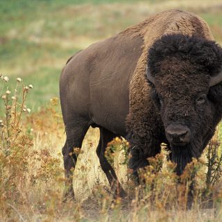 American bison