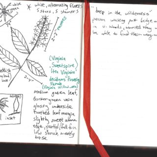 journal sketch from North Woods